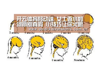 开云登录